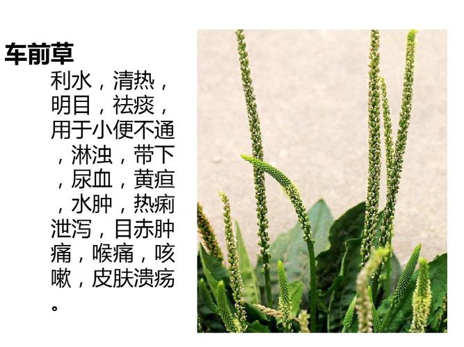 常见中草药图片鉴别与功效应用指南