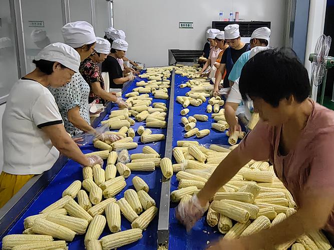 从肉品到中草药 食品加工流水线的分类与关键要点